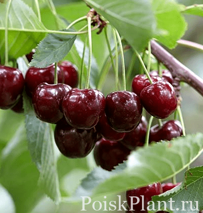 Слива птичья Ovstuzhenka