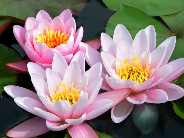 Нимфея гибридная Marliacea carnea