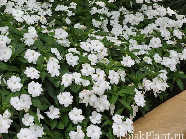 Бальзамин новогвинейский Divine White