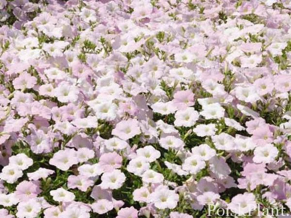 Петуния гибридная Wave Misty Lilac