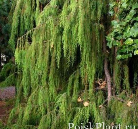 Можжевельник твердый Pendula
