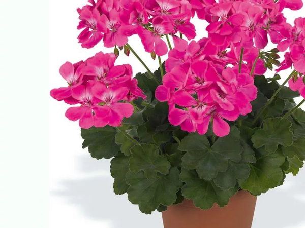 Пеларгония межвидовая TWOinONE Pink