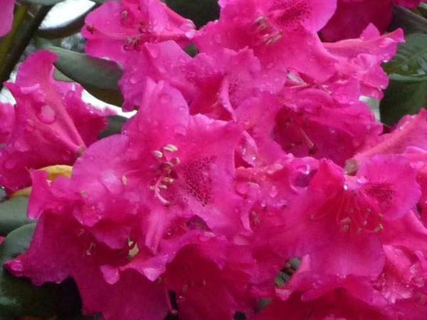 Рододендрон вильямса Gartendirector Glocker