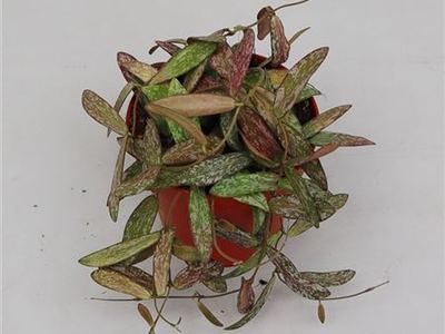 Хойя печатная