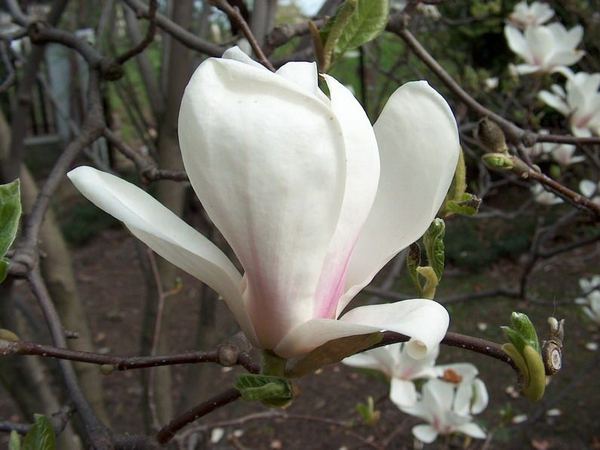 Магнолия Суланжа Amabilis