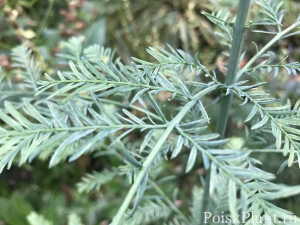 Метасеквойя глиптостробусовая Blue Ish