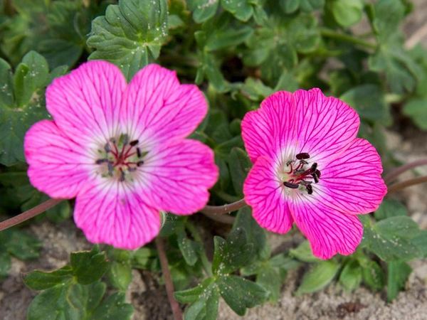Герань пепельная Jolly Jewel Lilac