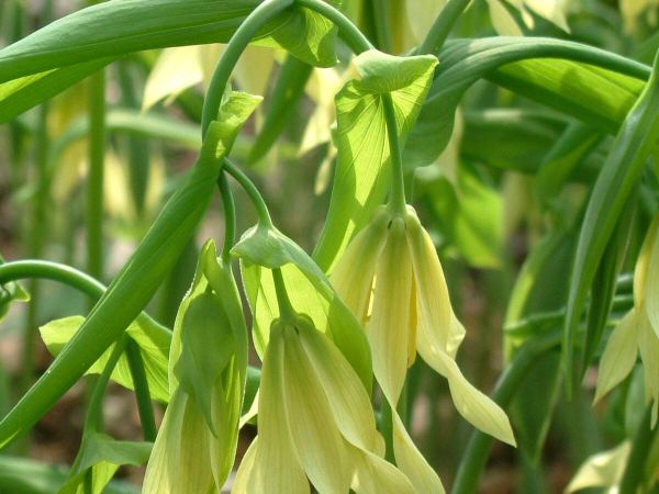 Увулярия крупноцветковая var. pallida