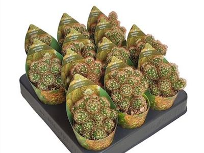 Маммиллярия удлинённая Ангуинеа