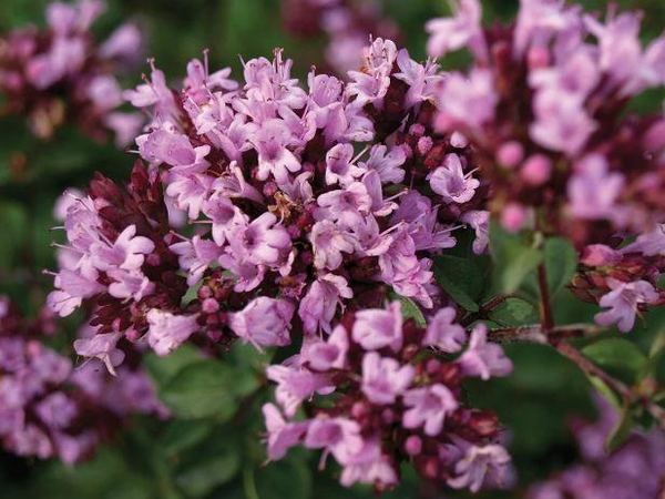 Душица обыкновенная Rosenkuppel