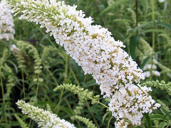 Буддлея давида White Profusion