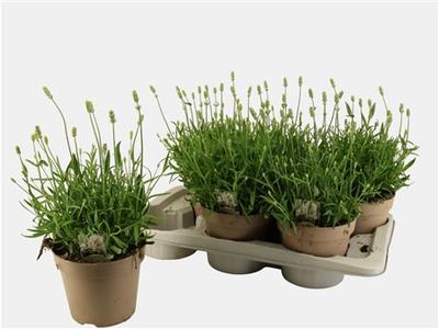 Лаванда узколистная Аромансе Вайт