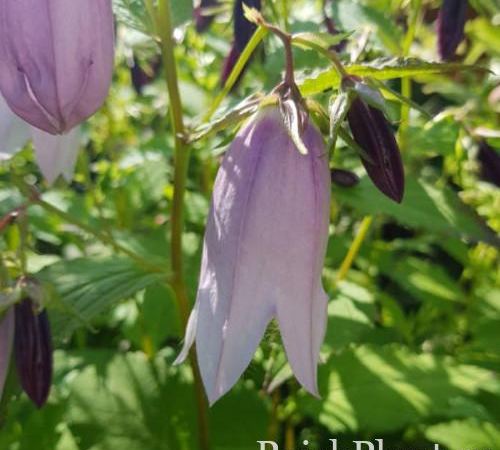 Колокольчик гибридный Iridescent Bells