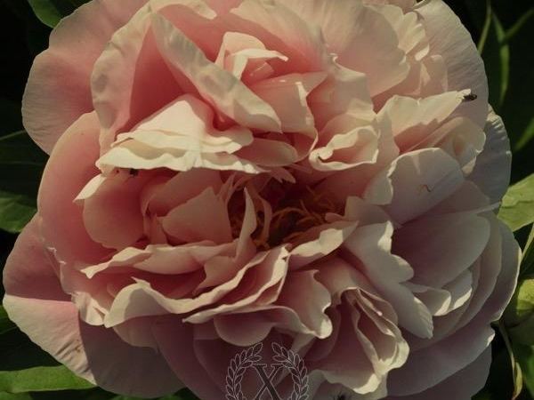 Пион травянистый Majestic Romantic