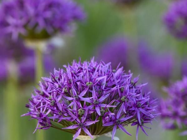 Лук декоративный Violet Beauty