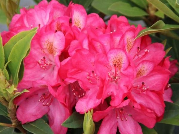 Рододендрон гибридный Souvenir of A. Waterer