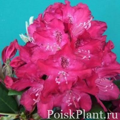 Рододендрон гибридный Zygmunt III Waza