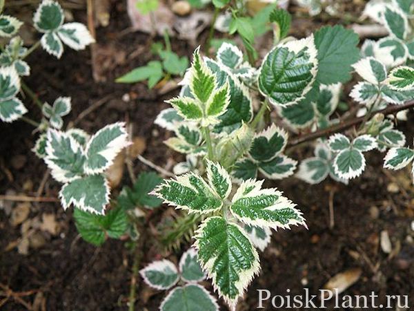 Малина кустистая Variegatus