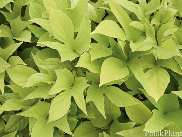 Ипомея батат Light Green