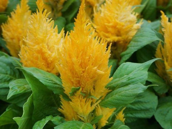 Целозия серебристая plumosa Goldfeder
