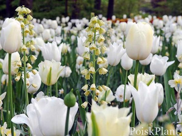 Рябчик персидский Ivory Bells