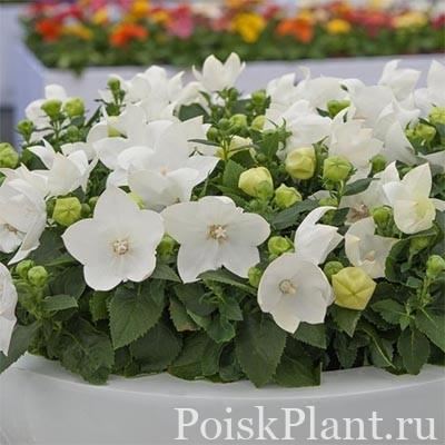 Ширококолокольчик крупноцветковый Astra White
