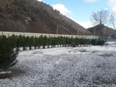 Сибирский кедр