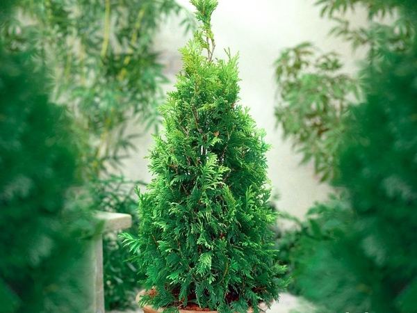 Туя западная Pyramidalis Compacta