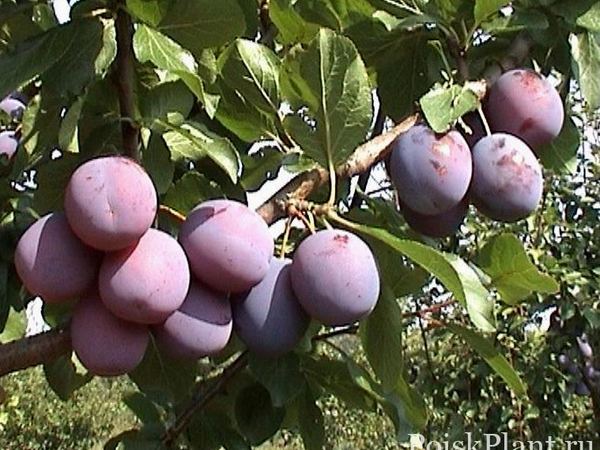 Слива домашняя Нароч
