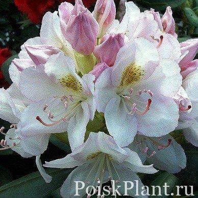 Рододендрон катевбинский Album