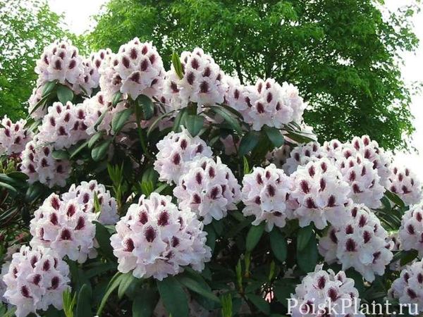 Рододендрон гибридный Calsap