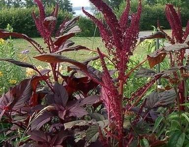 Амарант багряный Велвет Куртайнс