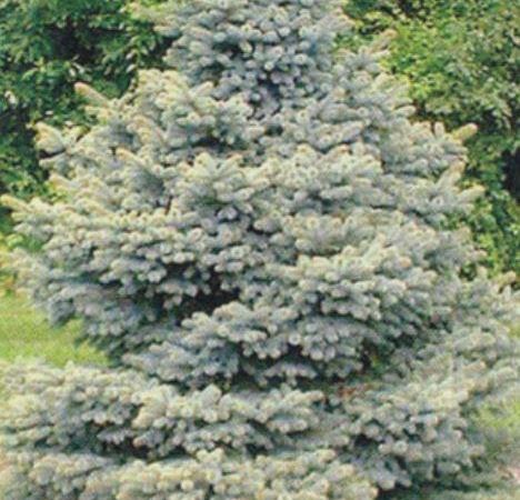 Ель колючая Walnut Glen