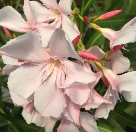 Нериум олеандр Hardy Pink
