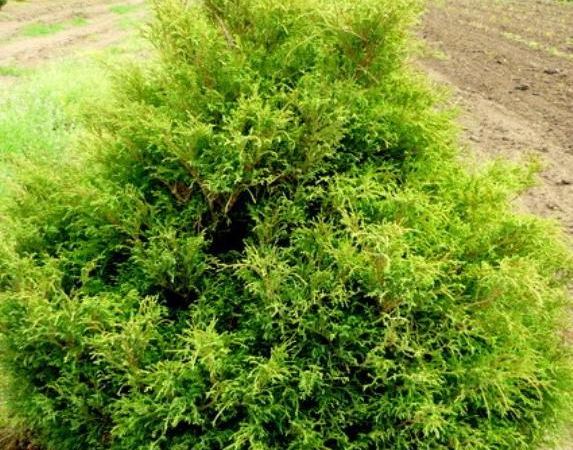Кипарисовик горохоплодный Филифера Грасилис