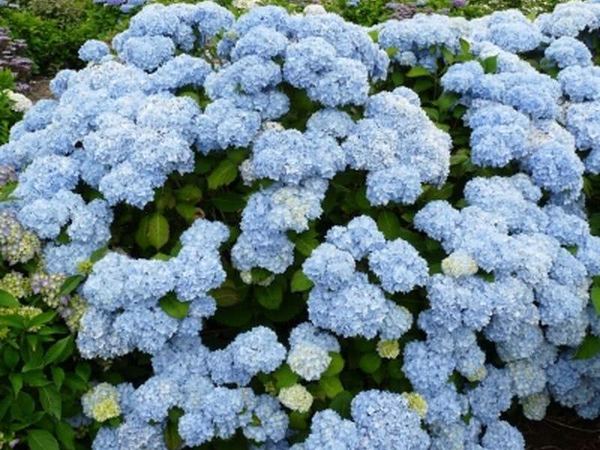 Гортензия крупнолистная Генерале Викомтессе Де Вибрэйе