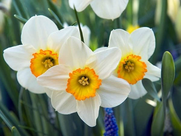 Нарцисс гибридный Flower Record