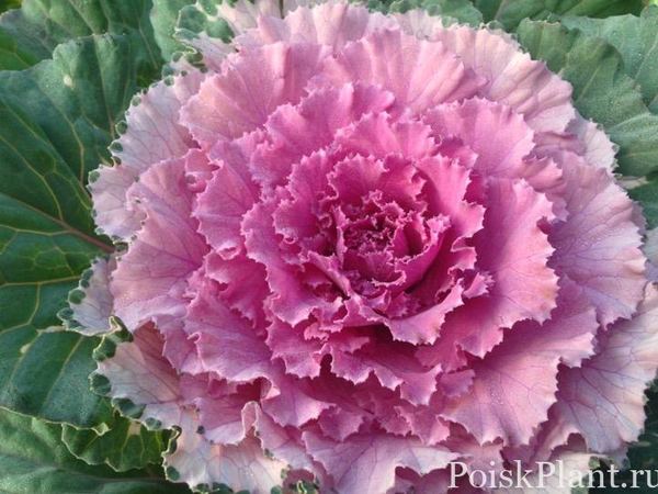 Капуста декоративная Osaka Pink