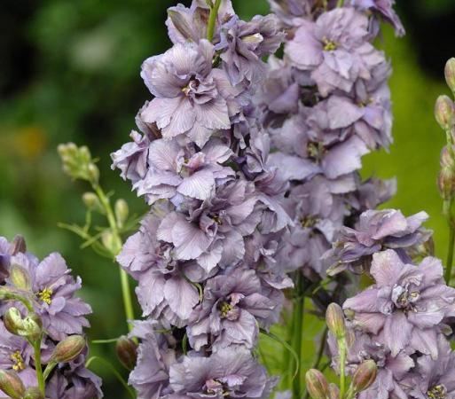 Дельфиниум гибридный Misty Lavandula