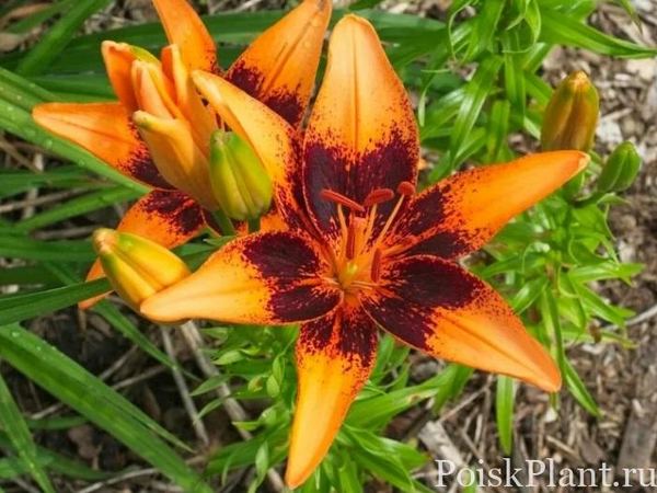 Лилия азиатская Orange Breeze