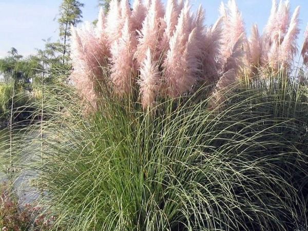 Кортадерия селло Розеа
