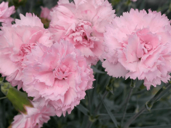 Гвоздика альвуди Perfume Pinks Candy Floss