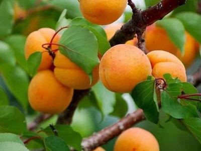 Абрикос обыкновенный Пуховический