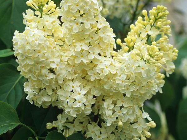 Сирень обыкновенная Primrose