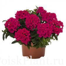 Вербена гибридная Magenta