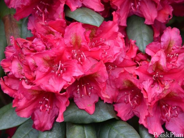 Рододендрон гибридный Mrs P.den Ouden