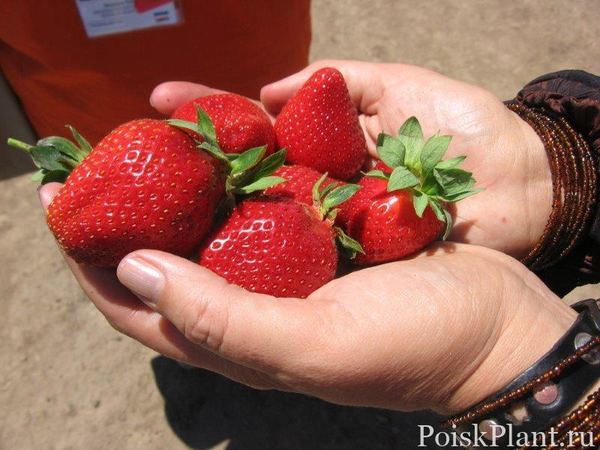 Клубника садовая Альба