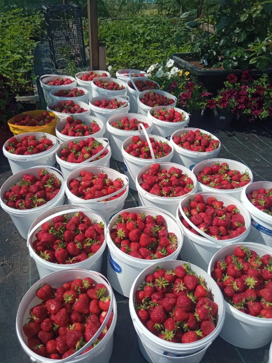 Berry Store (Клубничная ферма Борисовых)