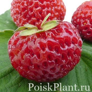 Клубника садовая Фрау Миезе Шиндлер
