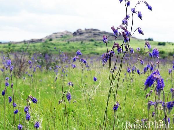 Сальвия поникающий Nodding Sage